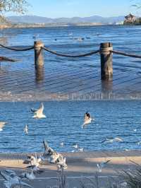 海鷗、日出、大海和紅杉樹，就是一整個浪漫……