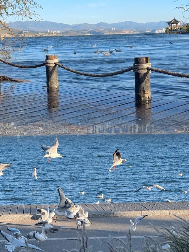 海鷗、日出、大海和紅杉樹，就是一整個浪漫……
