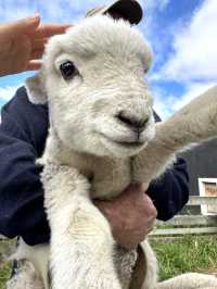 來新西蘭，當然要和小羊貼貼啊！！