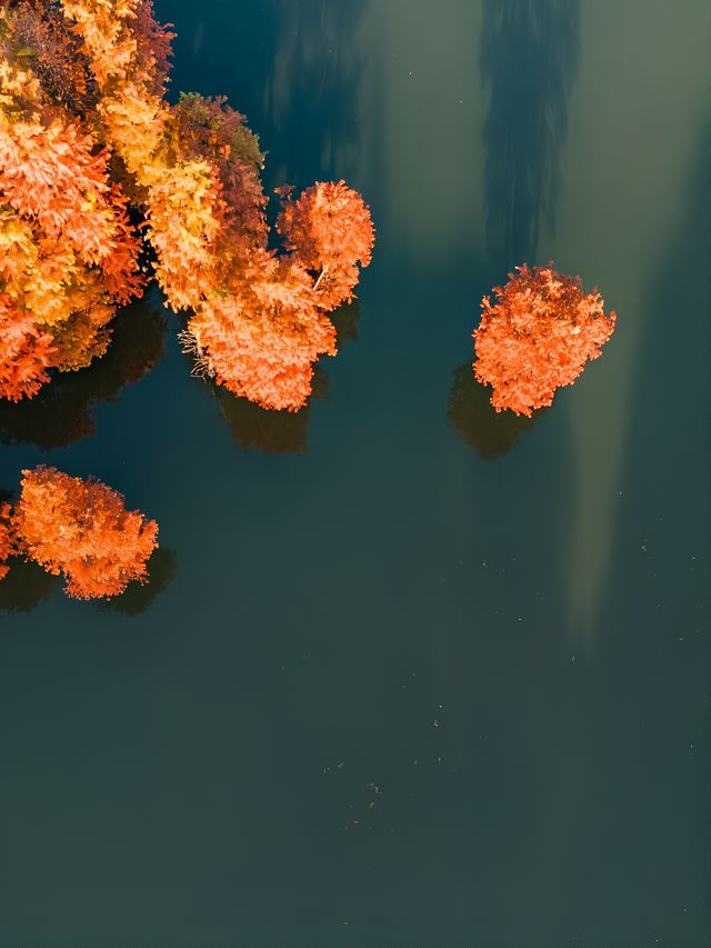 不來常熟看尚湖景區的水杉之美，這個冬日一定不算是完美的