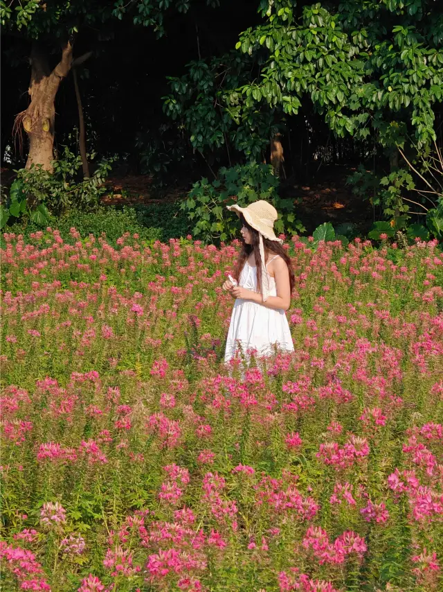 In the golden autumn of Guangzhou, you accidentally enter the romantic sea of flowers where the drunken butterflies bloom