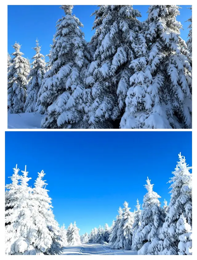 寶藏長白山，雪嶺麋鹿等你來發現！都給我衝！