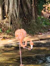 紅樹灣濕地公園｜海口火烈鳥天堂