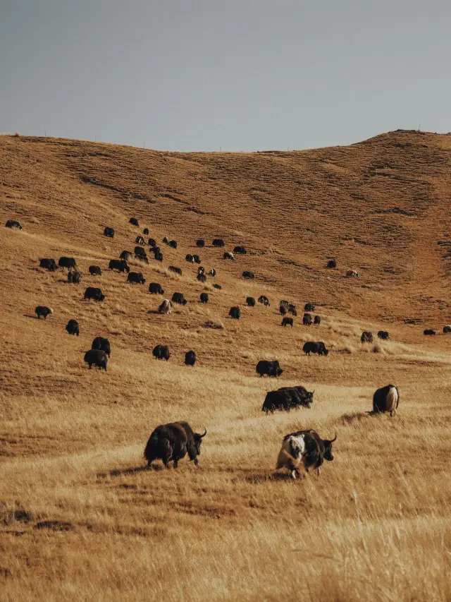 National Day self-driving on the road | Qinghai-Gansu big loop line full strategy
