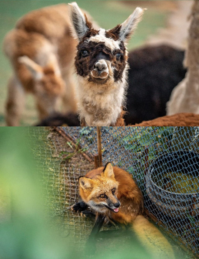 西霞口神雕山野生動物園遊玩攻略