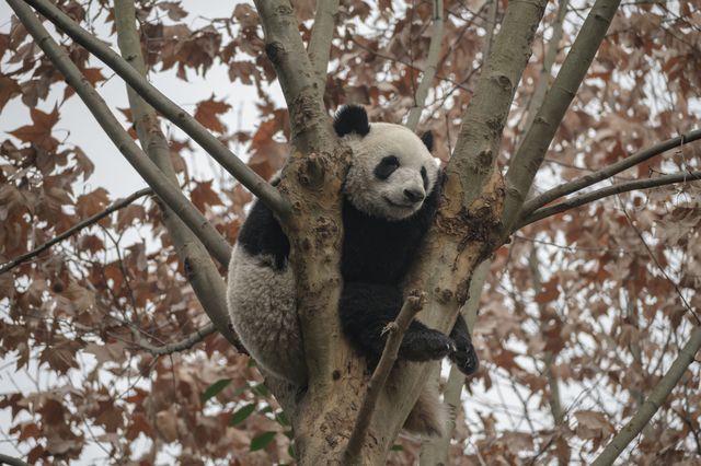 去成都熊貓基地之前，一定要看這篇！