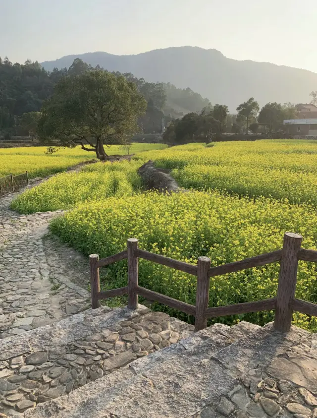 The rapeseed flowers of Changtai Ancient Mountain have finally bloomed, the scenery here is beautiful with few people, making people feel relaxed and happy