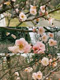 深圳梅園梅花滿山的梅花太美了
