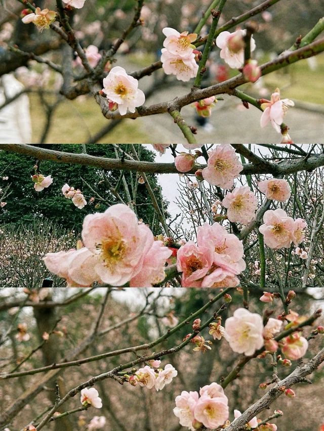 深圳梅園梅花滿山的梅花太美了