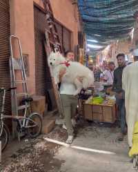 Felix in Morocco, Africa 🇲🇦 😍