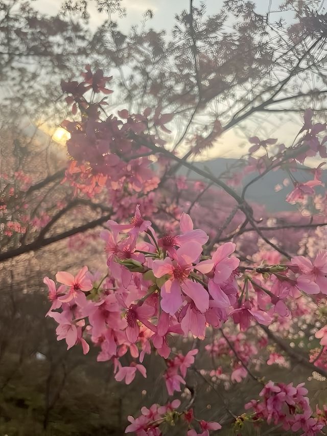 中國：世界三大賞櫻聖地我已經在福建預約了櫻花盛宴