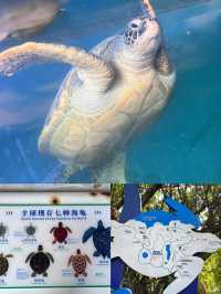 惠州｜海龟岛