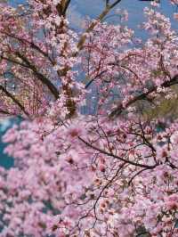 成都周邊 九皇山的辛夷花開了，粉色仙境