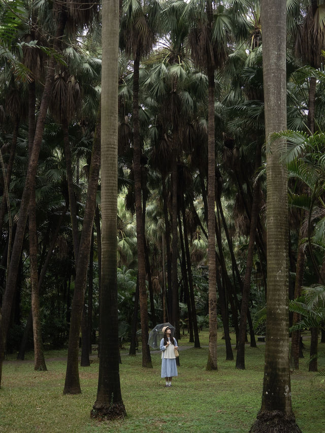 不是西雙版納！是廣州！下雨天的植物園好絕