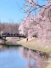 奧森北園賞桃花