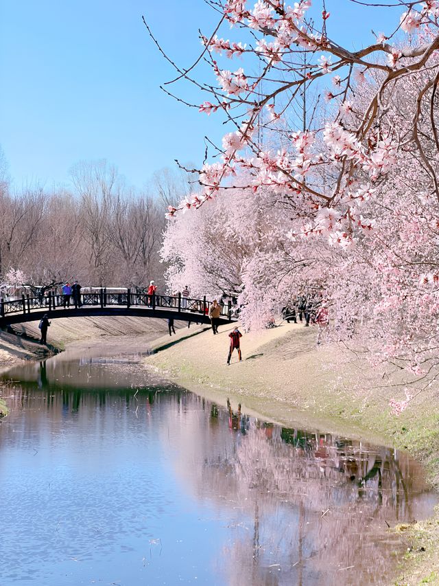 奧森北園賞桃花