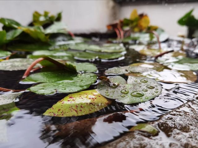 遊覽古隆中，瞻仰丞相躬耕之地