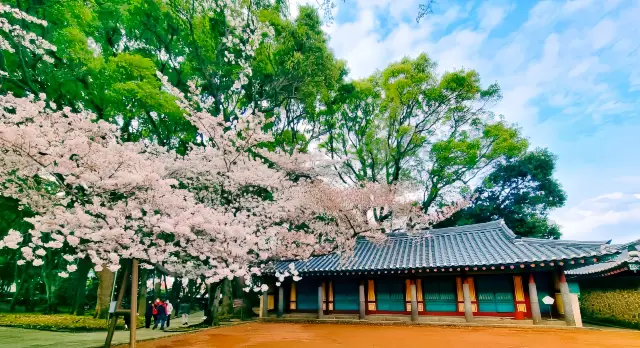 済州島|3月下旬〜4月初の桜の季節にチェックイン