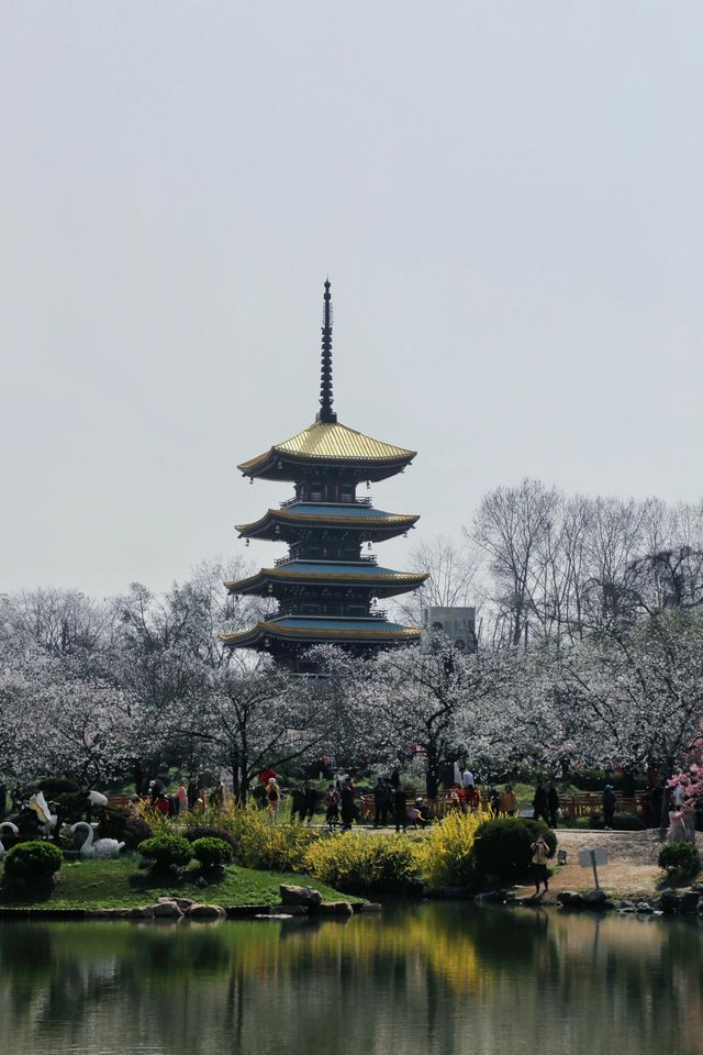 在武漢東湖櫻花園拍到了人生照片|||