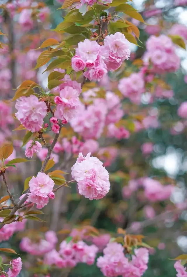 The Ritual of Spring in Chengdu | Qingbaijiang Phoenix Lake