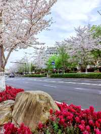 千島湖畔陽光路，春和景明，櫻花浪漫