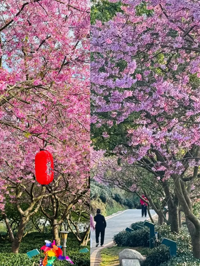 Fujian's ten-thousand-acre cherry blossom tea garden is so beautiful it made the magazine cover!