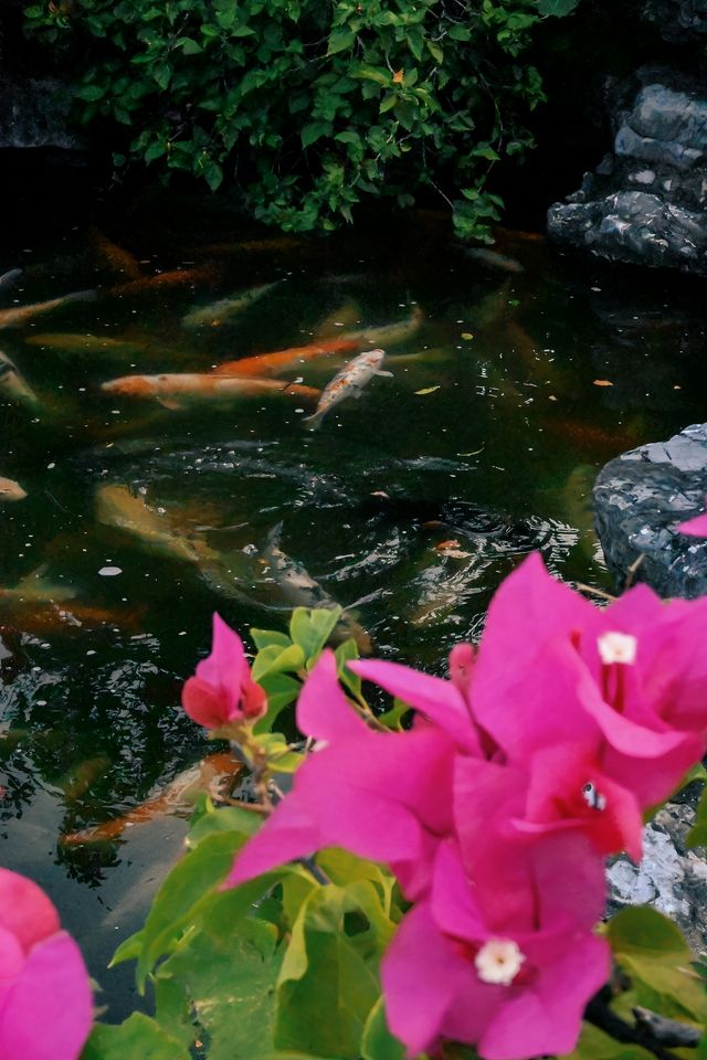 深圳｜ 市中心的一片寧靜！