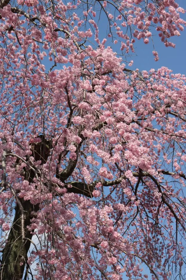 2024 Kyoto Cherry Blossom Viewing Trip 3/30 Daigo-ji Temple