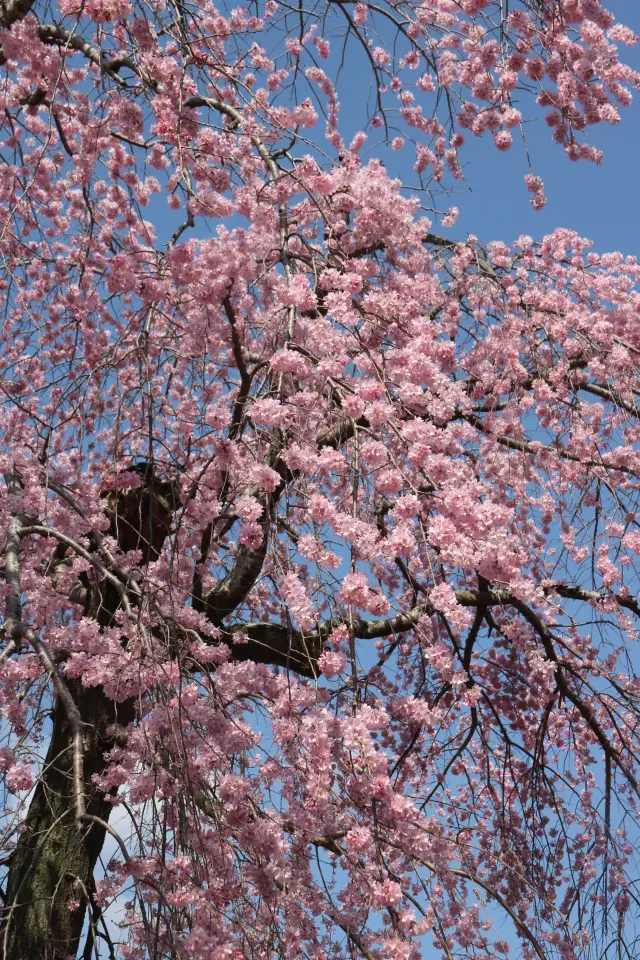 2024年の京都観桜ツアー3/30醍醐寺