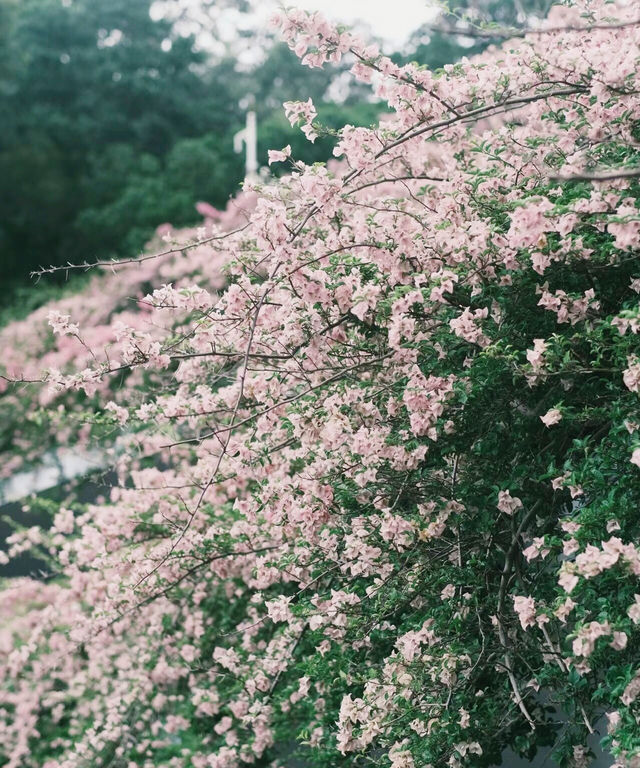 深圳「小花園」可以讓你出大片哦