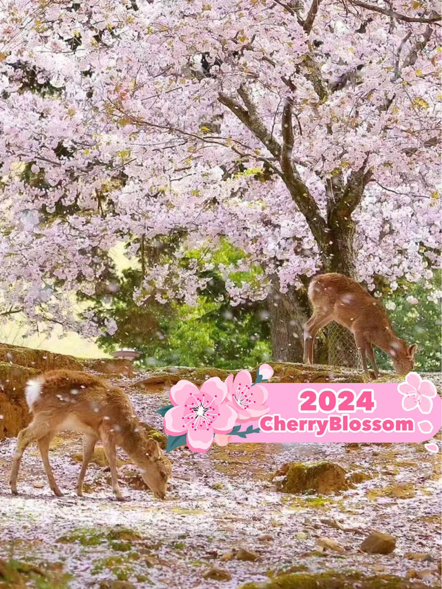 Nara Deer park Covered in pink 🌸🇯🇵