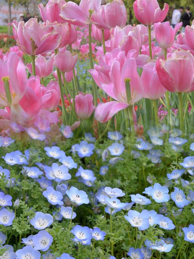 合肥｜趁著陽光正好春遊花世界享受愉快週末