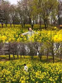 春遊季｜太愛這片金燦燦的春和景明