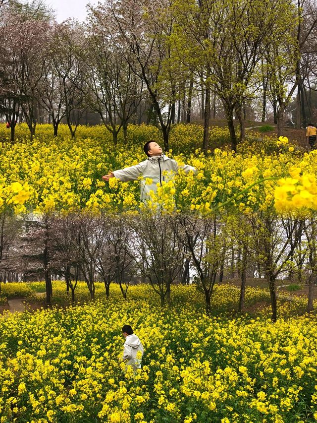 春遊季｜太愛這片金燦燦的春和景明