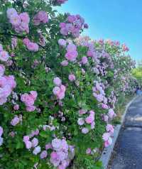 煙台賞花 告訴你煙台的春夏有多美