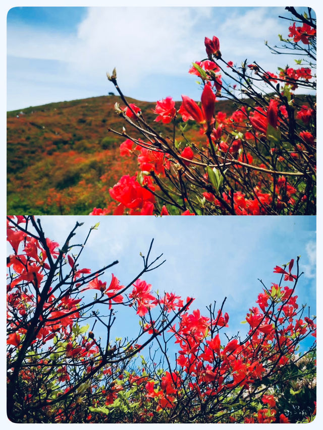 瀏陽｜賞杜鵑花的秘密仙境｜大圍山國家森林公園