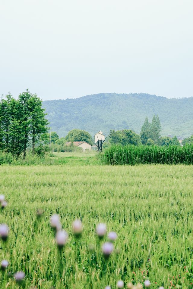 江浙旅行｜初夏玩水，在自然中回歸慢生活