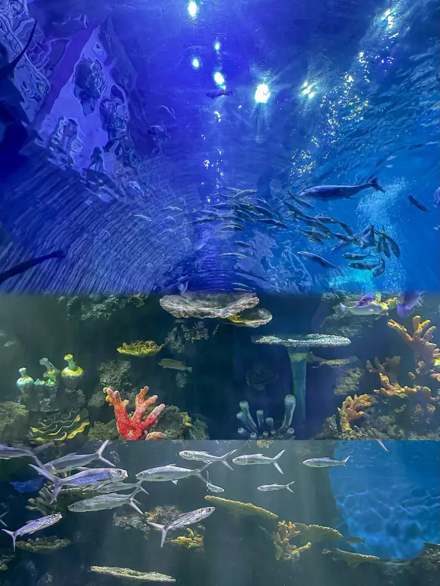 A Joyful Parent-Child Time at Huaxia Culture and Tourism Oceanarium