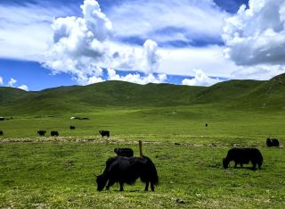Awan Cang Grassland