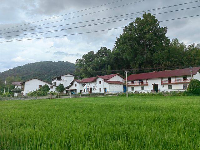 千年時姓古村宗祠，八百歲樟樹兄弟