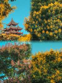 直達成都地鐵,塔子山公園,是個賞秋好去處。