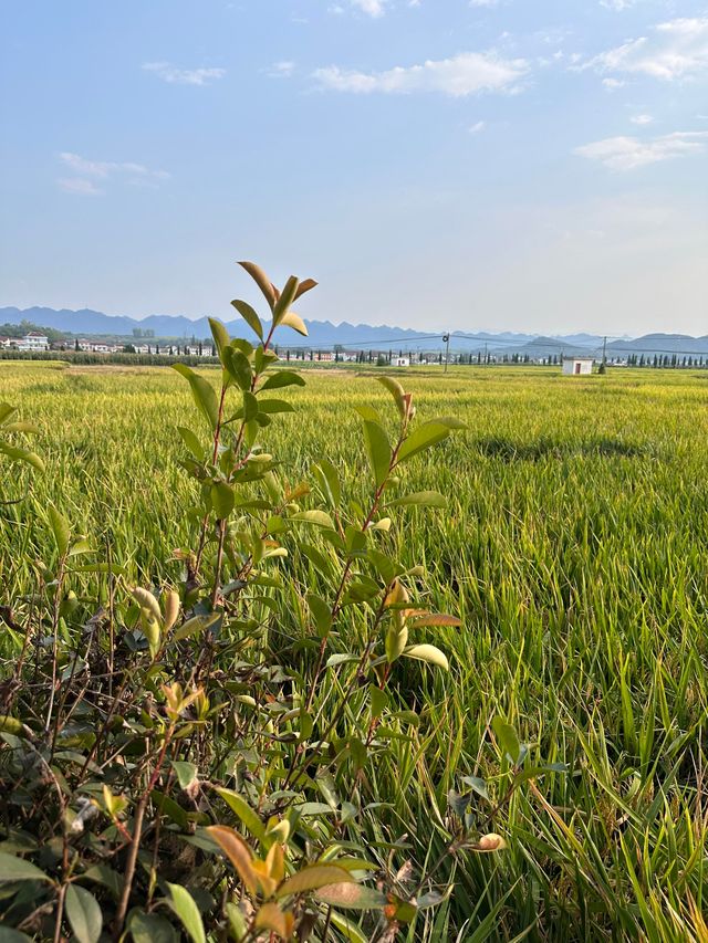 汉中1小時車程的免費小眾露營地,適合帶小朋友玩樂及垂釣。