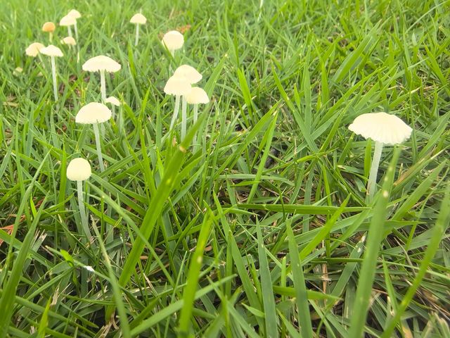 寧波~植物園~花開彼岸,一落千年。