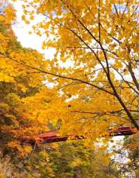 北海道秋天的《定山溪》。
北海道定山溪「紅葉季」遊覽路線和景點推薦