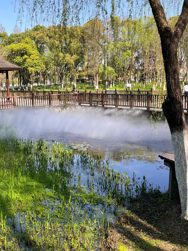 寧波日湖公園丨迷霧森林。