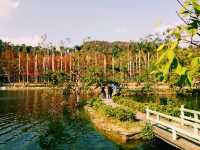 Counting Stars in Zhaoqing: An Amazing Journey Through Seven Stars Park