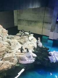 波士頓景點 | 新英格蘭水族館。