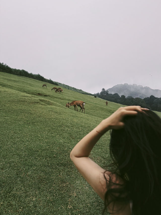 古都雨鹿，在奈良若草山拍到人生照片！。