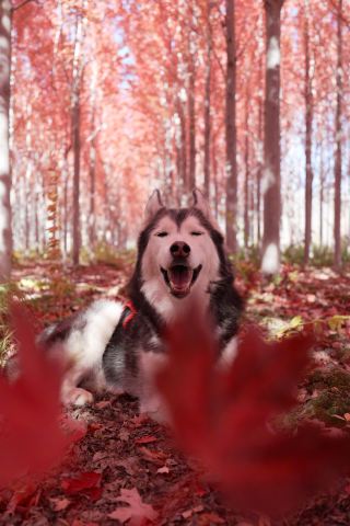 You don't need to go to Canada to see the red leaves, you can see them in Xinjiang.