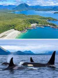 溫哥華出海觀鯨首推地點，一定是太平洋外海的 Tofino 托菲諾。